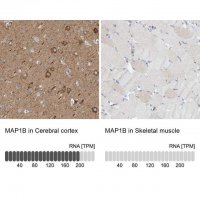 Anti-MAP1B antibody produced in rabbit 