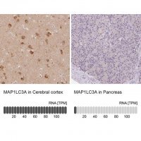 Anti-MAP1LC3A antibody produced in rabbit 