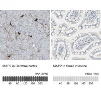 Anti-MAP2 antibody produced in rabbit