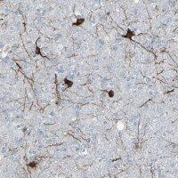 Anti-MAP2 antibody produced in rabbit