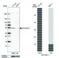 Anti-MAP3K20 antibody produced in rabbit HPA017205-100UL