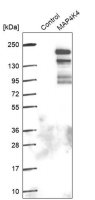 Anti-MAP4K4 antibody produced in rabbit