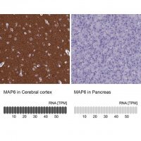 Anti-MAP6 antibody produced in rabbit 