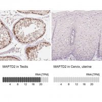 Anti-MAP7D2 antibody produced in rabbit 