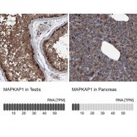 Anti-MAPKAP1 antibody produced in rabbit
