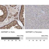 Anti-MAPKBP1 antibody produced in rabbit 