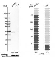 Anti-MAPRE1 antibody produced in rabbit HPA003600-100UL