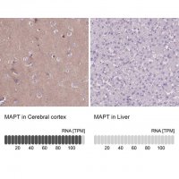 Anti-MAPT antibody produced in rabbit 