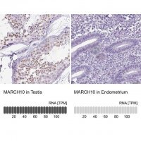 Anti-MARCH10 antibody produced in rabbit 