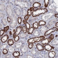 Anti-MARCH3 antibody produced in rabbit 