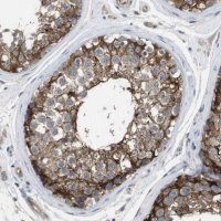 Anti-MARCH8 antibody produced in rabbit 
