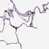 Anti-MARCO antibody produced in rabbit 
