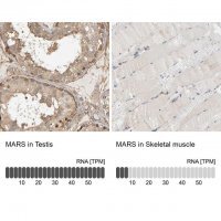 Anti-MARS antibody produced in rabbit 