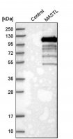 Anti-MASTL antibody produced in rabbit 