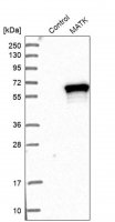 Anti-MATK antibody produced in rabbit 