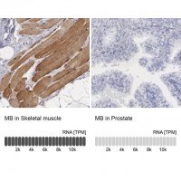 Anti-MB antibody produced in rabbit