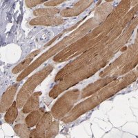 Anti-MB antibody produced in rabbit