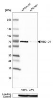 Anti-MB21D1 antibody produced in rabbit 
