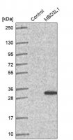 Anti-MBD3L1 antibody produced in rabbit