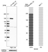 Anti-MCAM antibody produced in rabbit 