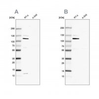 Anti-MCC antibody produced in rabbit 