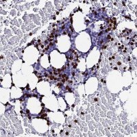 Anti-MCM10 antibody produced in rabbit