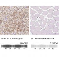 Anti-MCOLN3 antibody produced in rabbit