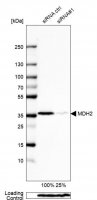 Anti-MDH2 antibody produced in rabbit 