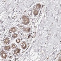 Anti-MDP1 antibody produced in rabbit