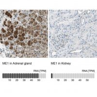 Anti-ME1 antibody produced in rabbit HPA006493-100UL