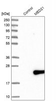 Anti-MED21 antibody produced in rabbit