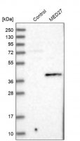 Anti-MED27 antibody produced in rabbit HPA007002-100UL