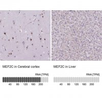 Anti-MEF2C antibody produced in rabbit 