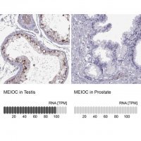 Anti-MEIOC antibody produced in rabbit 
