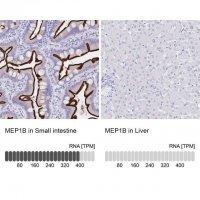 Anti-MEP1B antibody produced in rabbit 