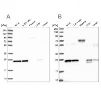 Anti-MESDC2 antibody produced in rabbit 