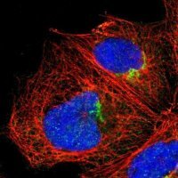 Anti-MEST antibody produced in rabbit 