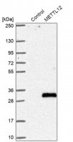 Anti-METTL12 antibody produced in rabbit HPA038533-100UL