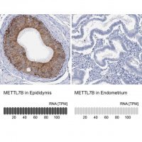 Anti-METTL7B antibody produced in rabbit 