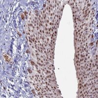 Anti-MFAP1 antibody produced in rabbit 