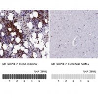 Anti-MFSD2B antibody produced in rabbit