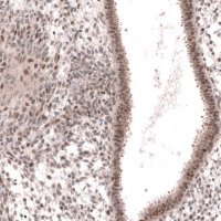 Anti-MGA antibody produced in rabbit 