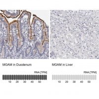 Anti-MGAM antibody produced in rabbit