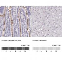 Anti-MGAM2 antibody produced in rabbit