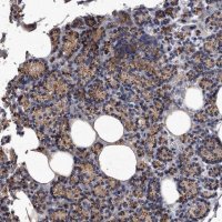 Anti-MGAT4A antibody produced in rabbit
