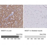 Anti-MGST1 antibody produced in rabbit 