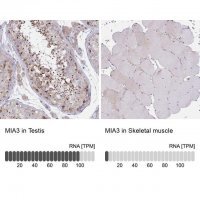 Anti-MIA3 antibody produced in rabbit