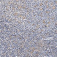 Anti-MICAL1 antibody produced in rabbit 