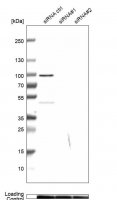 Anti-MICU1 antibody produced in rabbit 