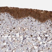 Anti-MICU3 antibody produced in rabbit
